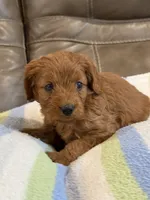 George, a male Cavapoo for sale in Springfield, MO – 2 of 10