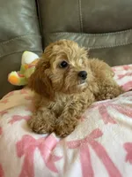 Gabby, a male Cavapoo for sale in Springfield, MO – 8 of 9