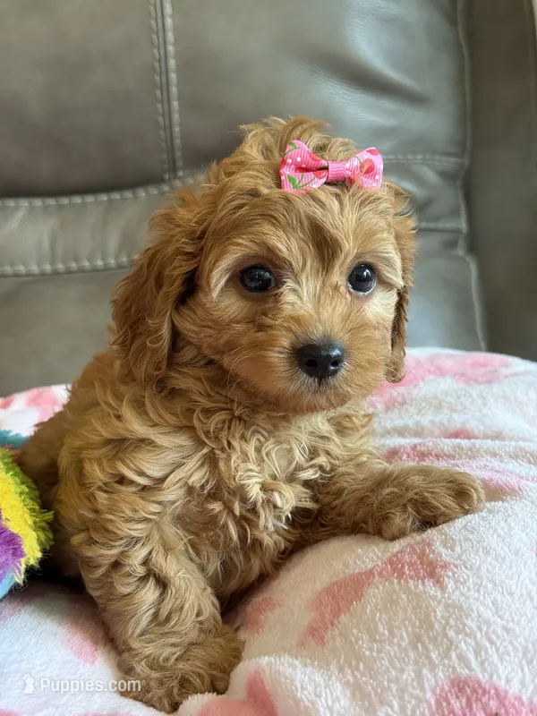 Wanda – Cavapoo puppy for sale in Springfield, MO