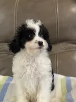Jasper, a male Cavapoo for sale in Springfield, MO – 9 of 10