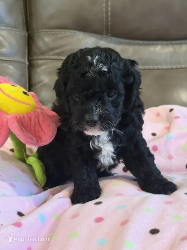 Winnie – Cavapoo puppy for sale in Springfield, MO