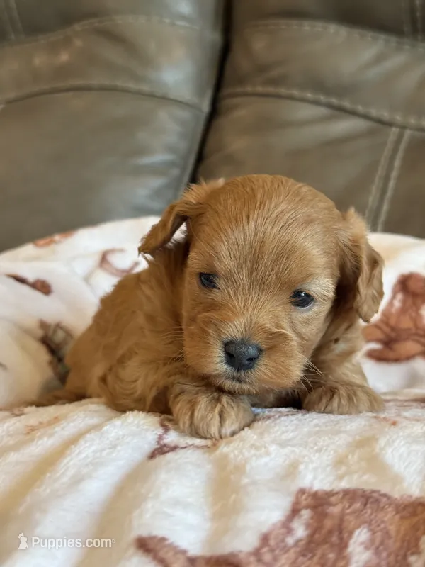 Max – Cavapoo puppy for sale in Springfield, MO