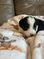 Jasper, a male Cavapoo for sale in Springfield, MO – 3 of 7