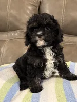 Jett, a male Cavapoo for sale in Springfield, MO – 10 of 10