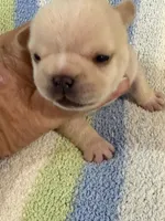 Arlo, a male French Bulldog for sale in Springfield, MO – 6 of 7