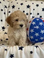 Issac, a male Cavapoo for sale in Springfield, MO – 3 of 10
