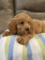 Gizmo, a male Cavapoo for sale in Springfield, MO – 10 of 10