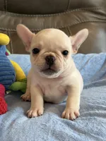 Alex, a male French Bulldog for sale in Springfield, MO – 8 of 10