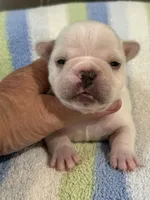 Alvin, a male French Bulldog for sale in Springfield, MO – 2 of 6