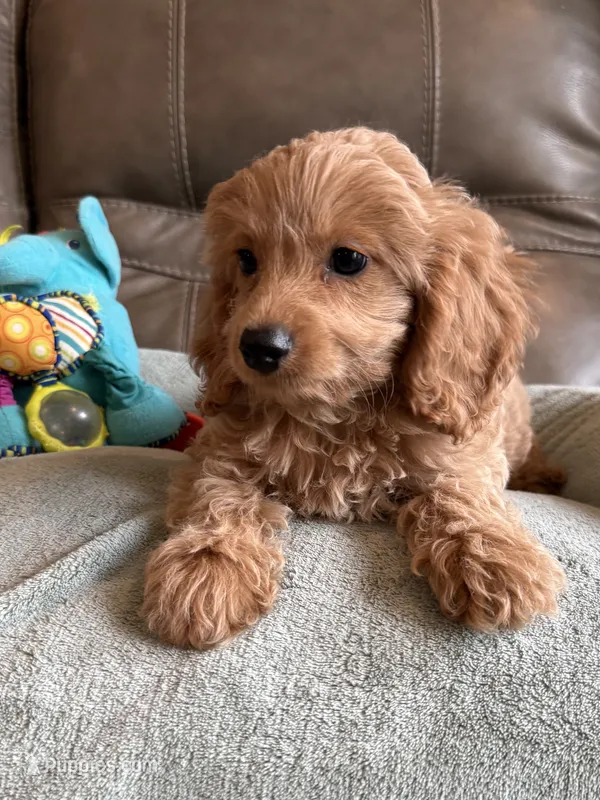 Gizmo – Cavapoo puppy for sale in Springfield, MO
