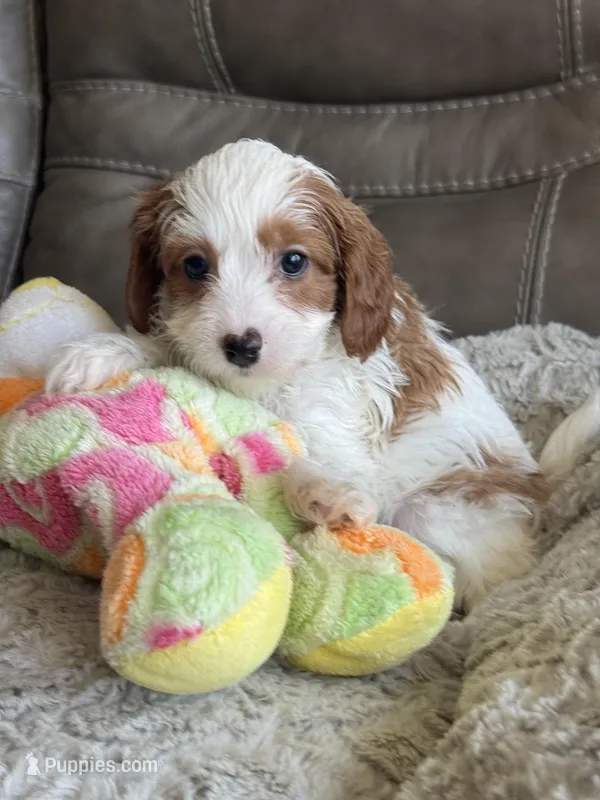 Patsy – Cavapoo puppy for sale in Springfield, MO