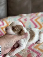 Patsy, a female Cavapoo for sale in Springfield, MO – Photo 2 of 3