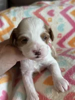 Patsy, a female Cavapoo for sale in Springfield, MO – Photo 1 of 3