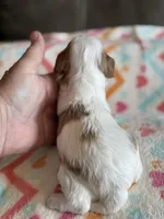 Patsy, a female Cavapoo for sale in Springfield, MO – Photo 3 of 3