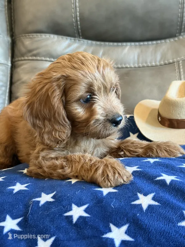 George – Cavapoo puppy for sale in Springfield, MO