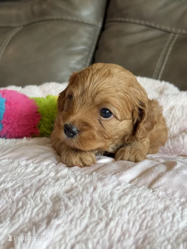 Wanda – Cavapoo puppy for sale in Springfield, MO