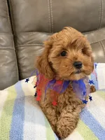 Macho, a male Cavapoo for sale in Springfield, MO – 8 of 10