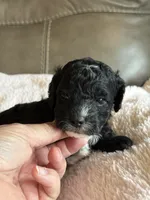 Winnie, a female Cavapoo for sale in Springfield, MO – 4 of 4