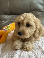 Gretta, a female Cavapoo for sale in Springfield, MO – 8 of 10