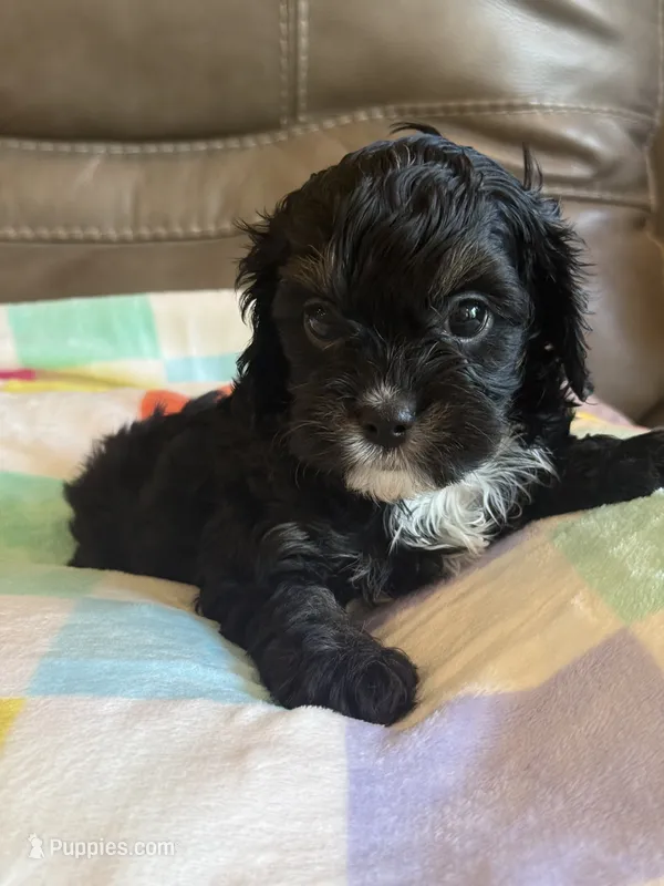 Jett – Cavapoo puppy for sale in Springfield, MO