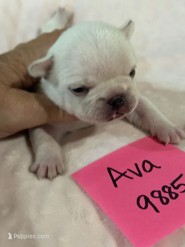 Ava – French Bulldog puppy for sale in Springfield, MO