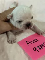 Ava, a female French Bulldog for sale in Springfield, MO – 1 of 3