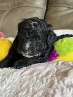 Winnie, a female Cavapoo for sale in Springfield, MO – 3 of 4