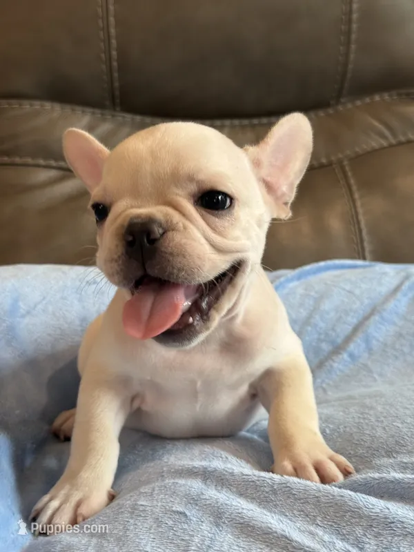 Albert – French Bulldog puppy for sale in Springfield, MO
