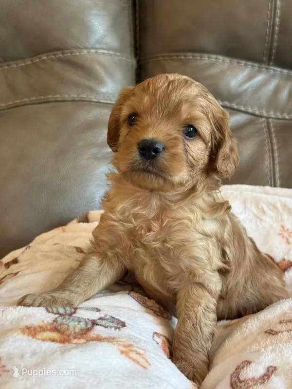 Ryker – Cavapoo puppy for sale in Springfield, MO