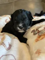 Jett, a male Cavapoo for sale in Springfield, MO – 2 of 5
