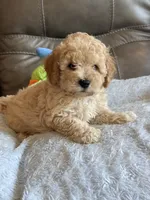 Issac, a male Cavapoo for sale in Springfield, MO – 1 of 10