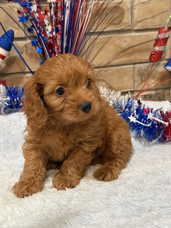 Gina – Cavapoo puppy for sale in Springfield, MO