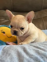Abby, a female French Bulldog for sale in Springfield, MO – 5 of 10