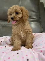 Gabby, a female Cavapoo for sale in Springfield, MO – 7 of 9