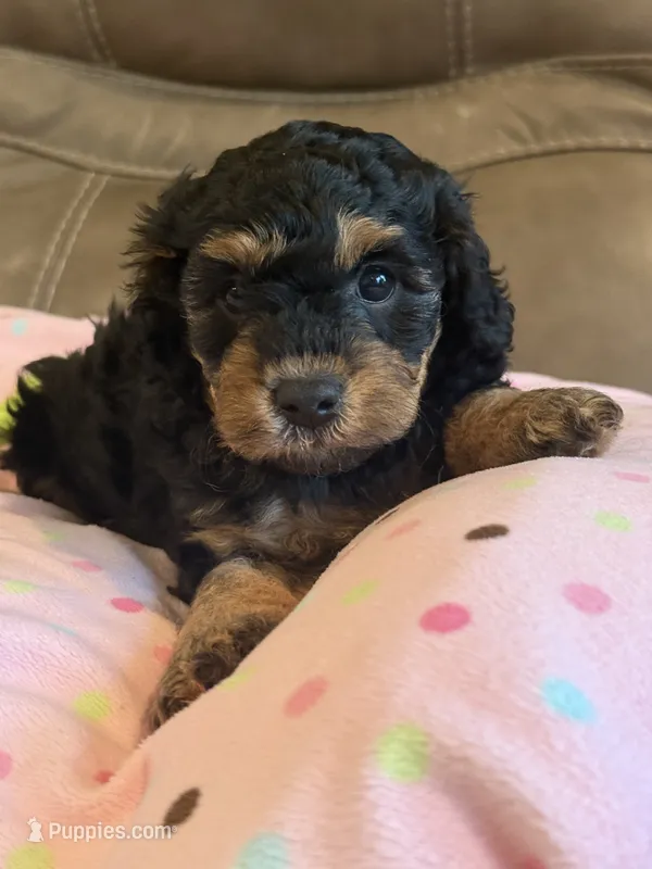 Willow – Cavapoo puppy for sale in Springfield, MO