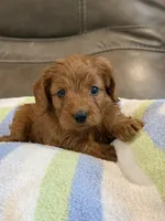 George, a male Cavapoo for sale in Springfield, MO – 6 of 10