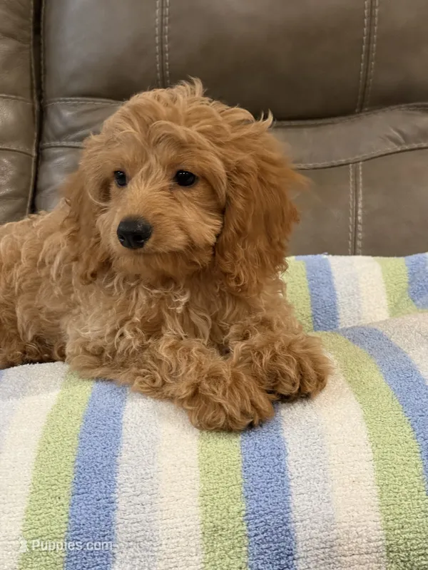 Gizmo – Cavapoo puppy for sale in Springfield, MO