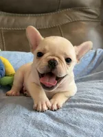 Alex, a male French Bulldog for sale in Springfield, MO – 9 of 10