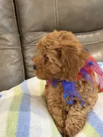 Macho, a male Cavapoo for sale in Springfield, MO – 6 of 10