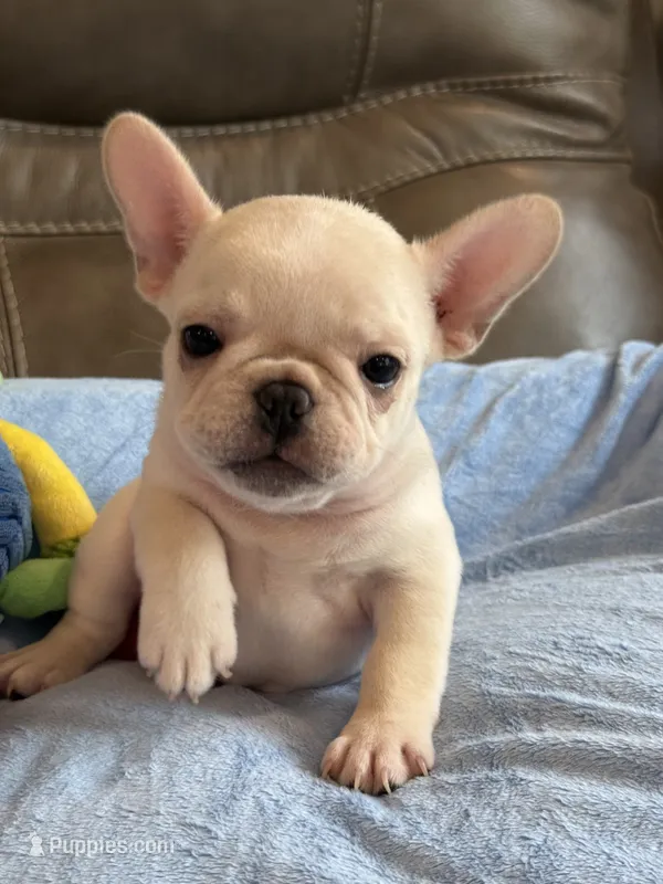 Alex – French Bulldog puppy for sale in Springfield, MO