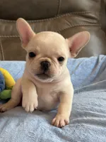 Alex, a male French Bulldog for sale in Springfield, MO – 2 of 10