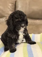 Jett, a male Cavapoo for sale in Springfield, MO – 6 of 10