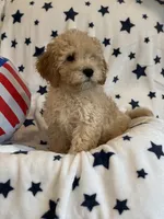 Issac, a male Cavapoo for sale in Springfield, MO – 10 of 10