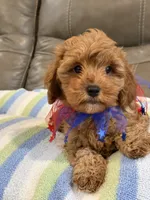 Macho, a male Cavapoo for sale in Springfield, MO – 7 of 10