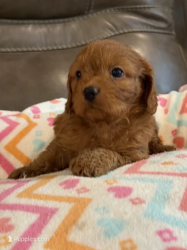 Gina – Cavapoo puppy for sale in Springfield, MO