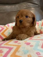 Gina, a female Cavapoo for sale in Springfield, MO – 1 of 10