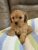 Graham, a male Cavapoo for sale in Springfield, MO – 6 of 10