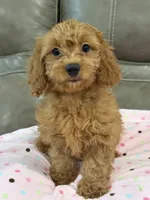 Gina, a female Cavapoo for sale in Springfield, MO – 7 of 9