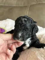 Winnie, a female Cavapoo for sale in Springfield, MO – 2 of 4