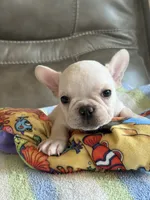 Albert, a male French Bulldog for sale in Springfield, MO – 6 of 8